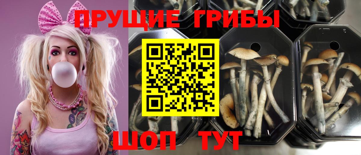Псилоцибиновые грибы Psilocybe  Псилоцибиновые грибы Cubensis  Балтийск  Вход с VPN 